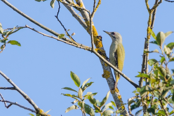 Pelēkā dzilna. Picus canus. Grey-headed woodpecker.